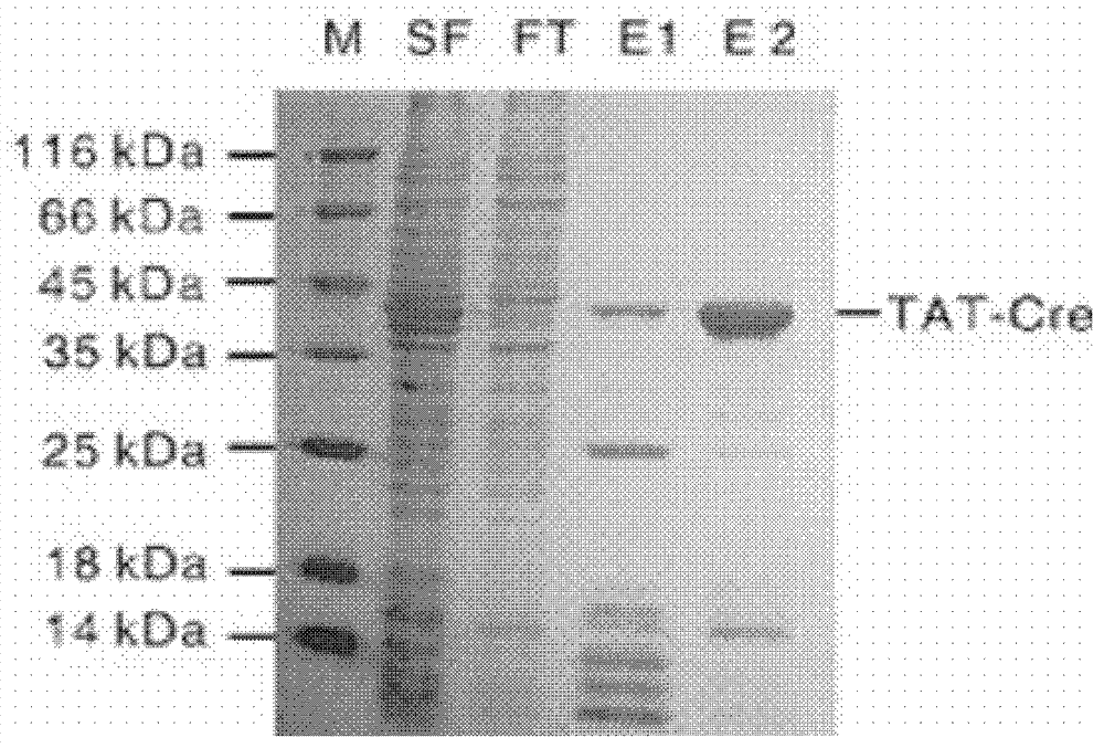 Method for positioning and integrating transgenosis and application thereof