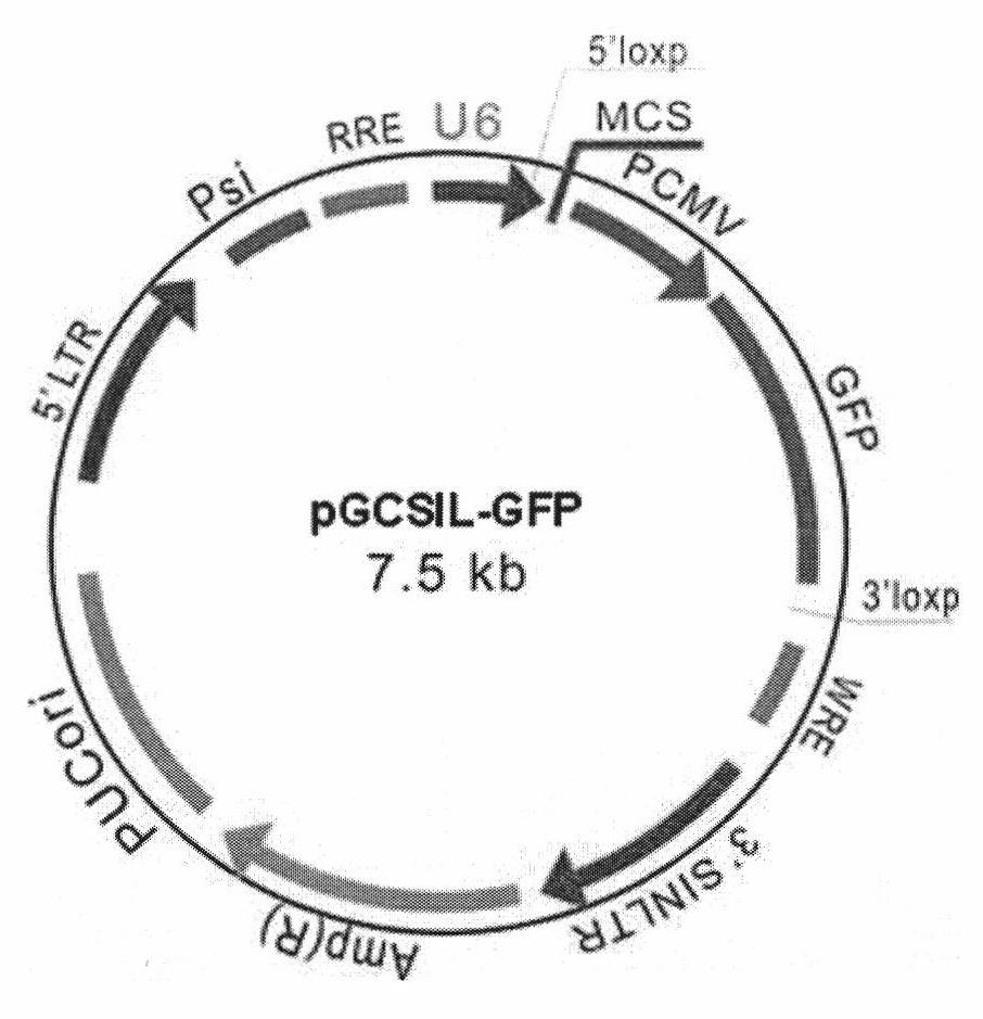 Construction of recombined lentivirus vector aiming at PKC gamma gene RNA interference and application thereof