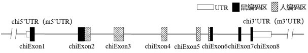 Construction method of CD155 gene humanized non-human animal and application