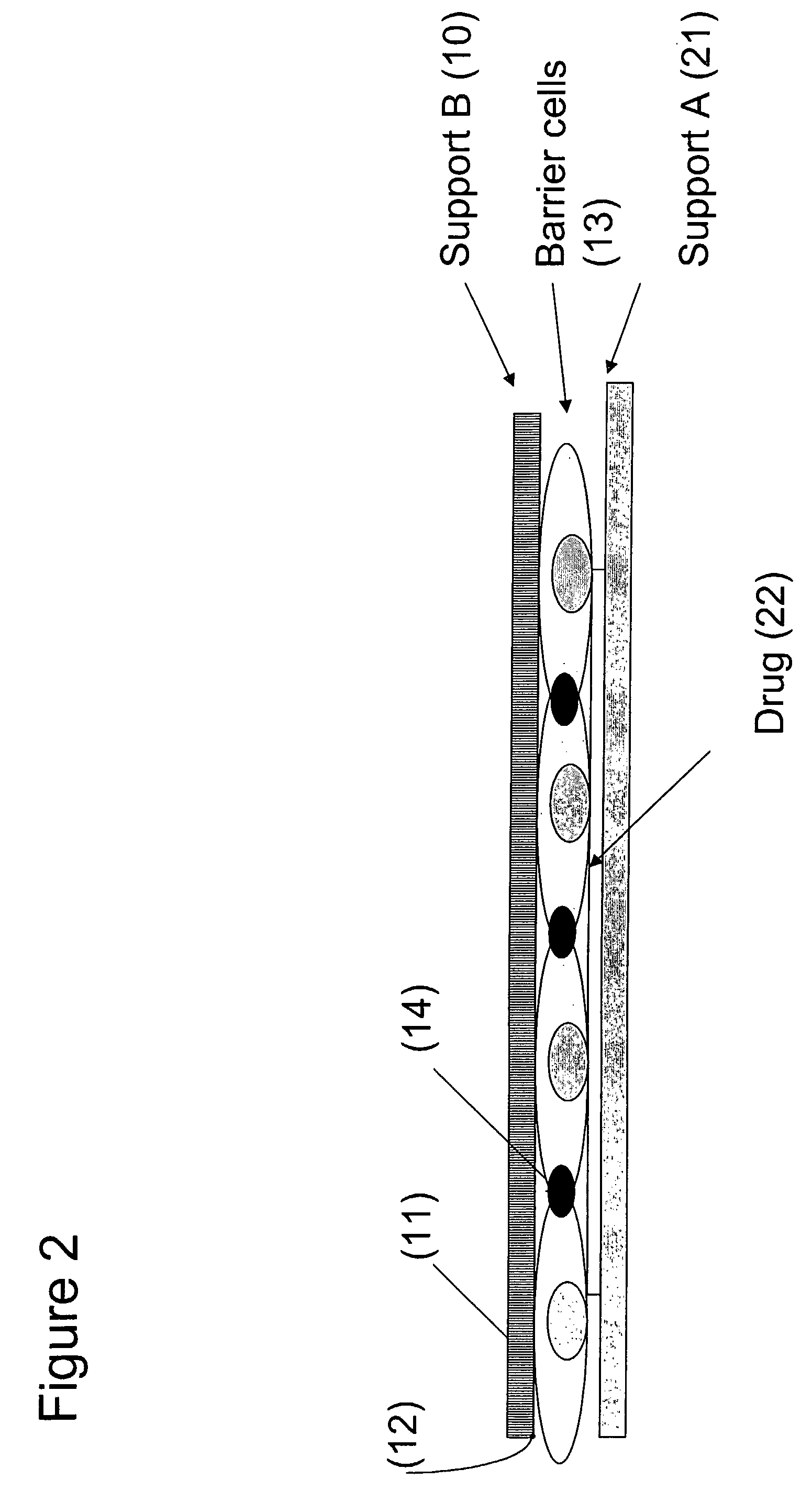 Cell Permeability Assay in a Living Array of Multiple Cell Types and Multiple Layers of a Porous Substrate