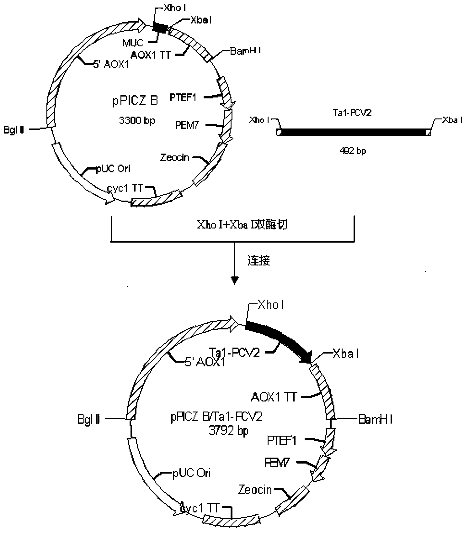 Porcine circovirus type 2 Cap protein and thymosin alpha1 fusion protein and application