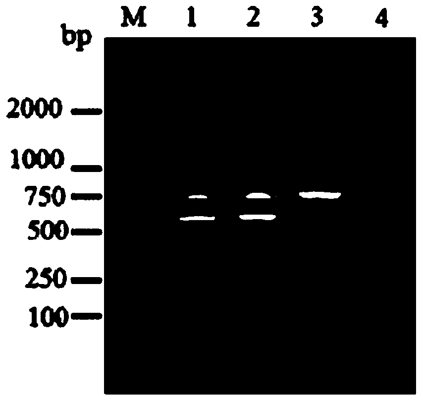 Multiple PCR detection kit for rapidly identifying pathogenic Pseudomonas plecoglossicida, and method thereof