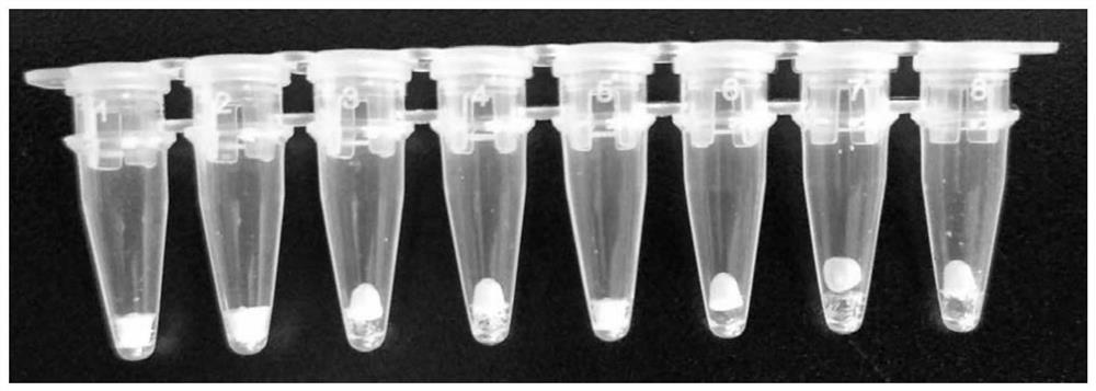 Fluorescent PCR reagent and method for detecting yersinia pestis