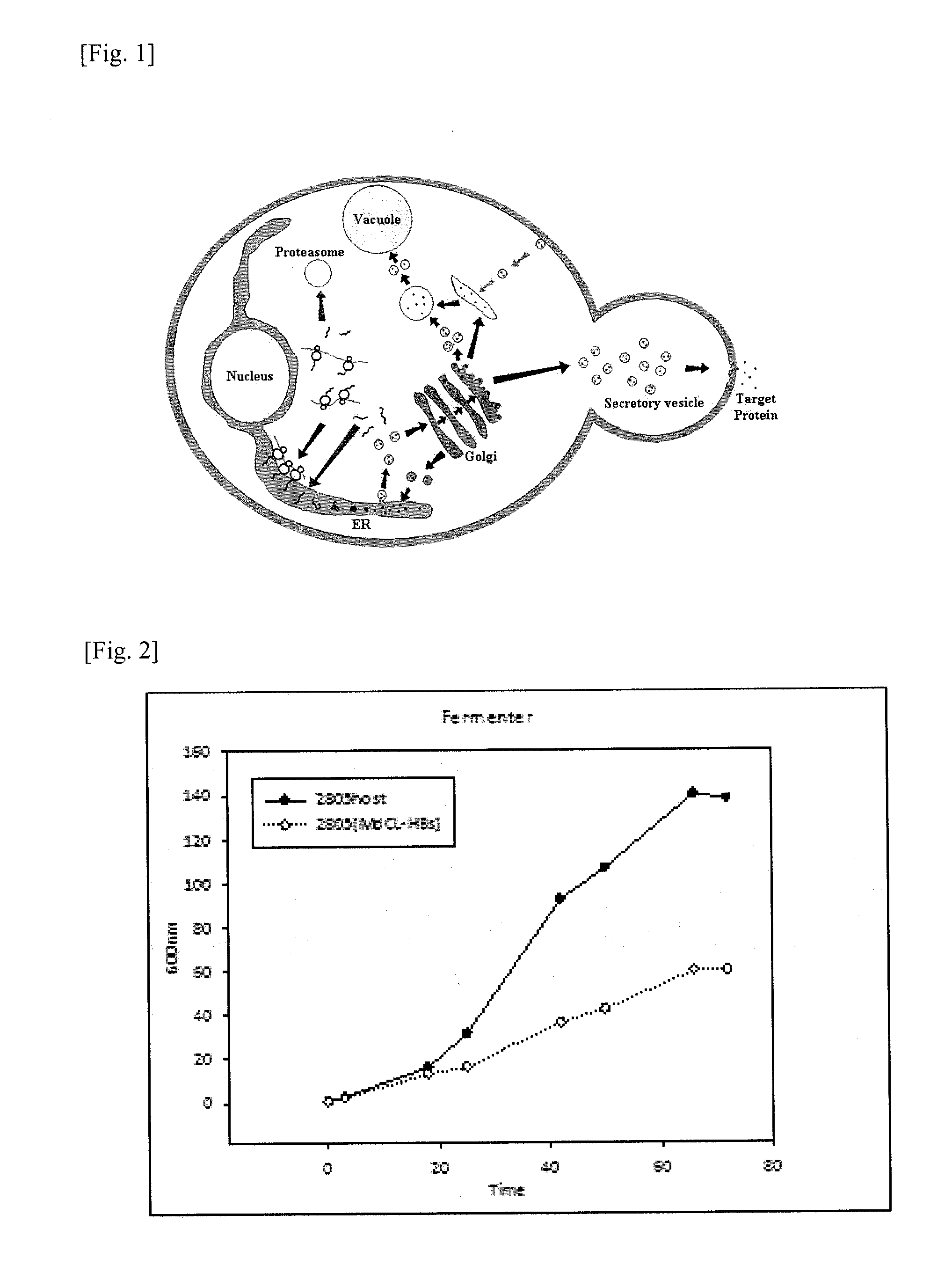 Method for a production of a recombinant protein using yeast co-expression system