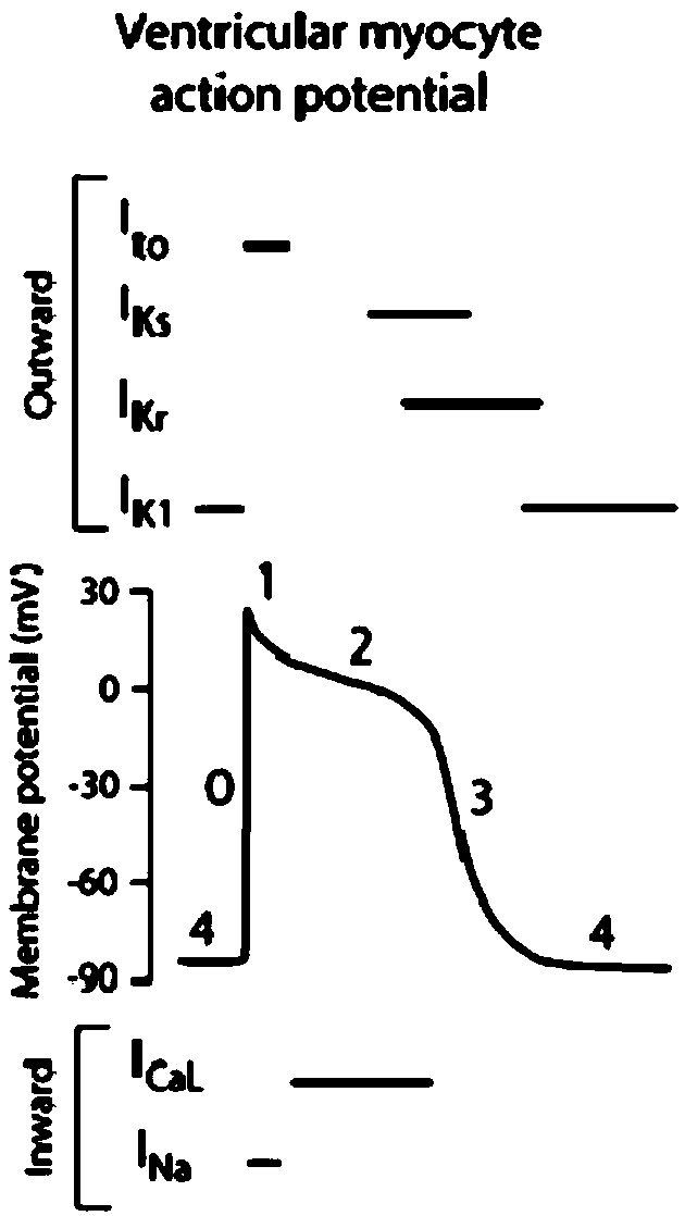 Antibiotic nitrofurantoi capable of serving as novel antiarrhythmic drug