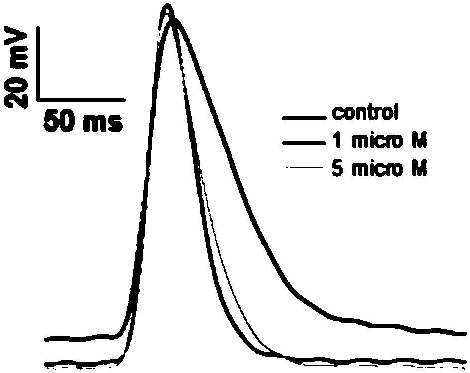 Antibiotic nitrofurantoi capable of serving as novel antiarrhythmic drug