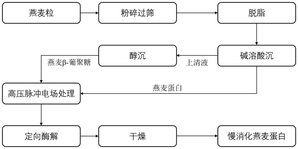 Slowly digestible oat protein and preparation method thereof