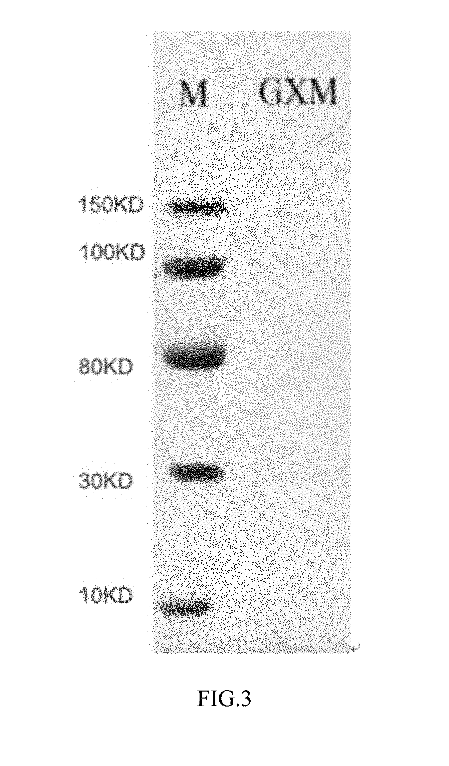 Preparation method of crytococcus neoformans capsular polysaccharide gxm as well as gxm antigen immunoassay kit and application thereof