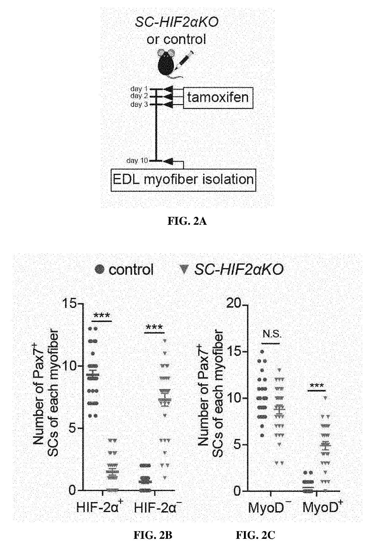 Compositions and methods of modulating hif-2a; to improve muscle generation and repair