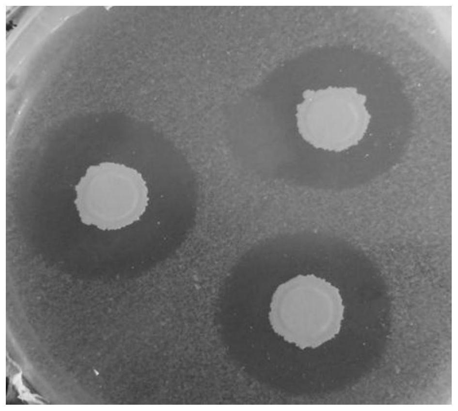 A strain of Bacillus amyloliquefaciens and its application