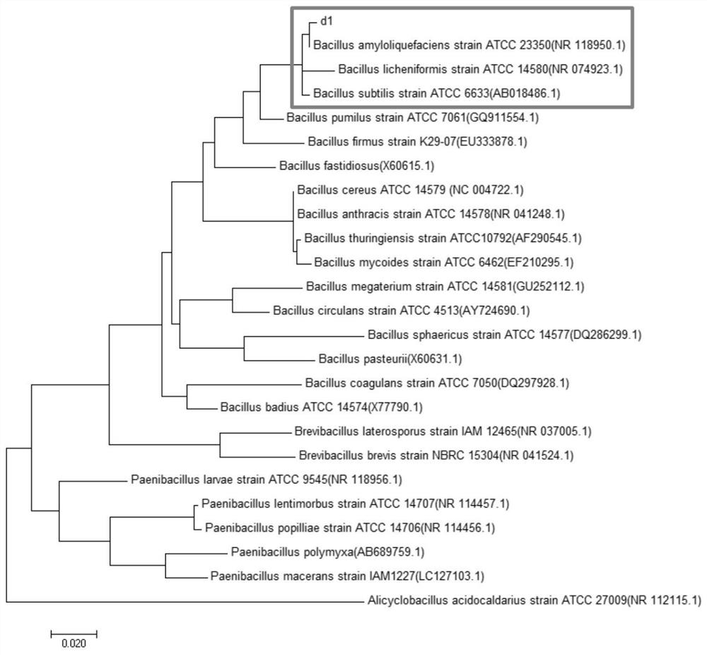 A strain of Bacillus amyloliquefaciens and its application