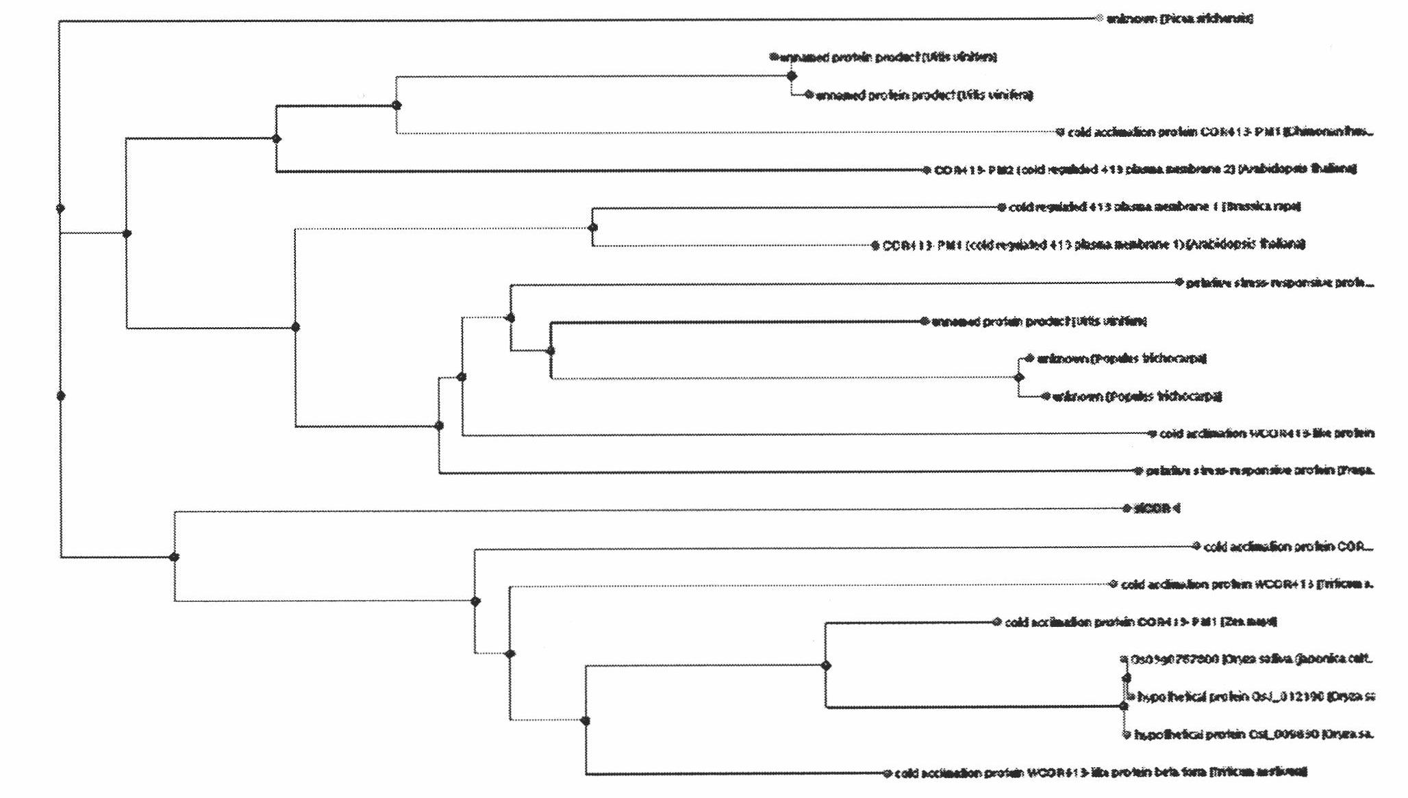 Application of herba saussureae involucratae sikCOR gene in cultivating cold resistant plant