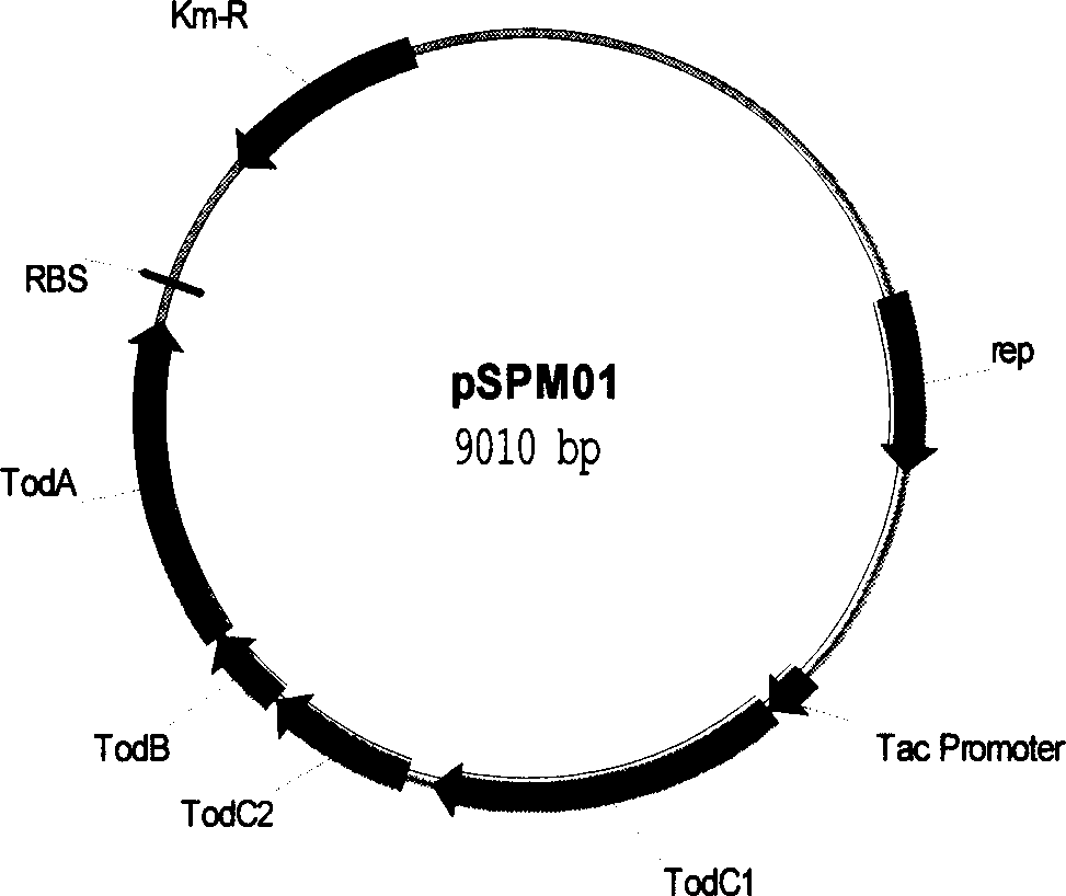 Engineering bacteria for expressing benzene ring bioxygerase and its application