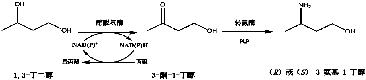 Synthetic method of chiral 3-amino-1-butanol