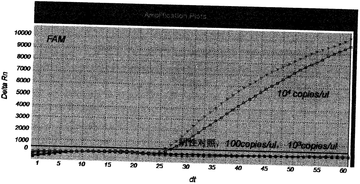 Classical swine fever virus (CSFV) real-time fluorescent nucleic acid isothermal amplification detecting kit