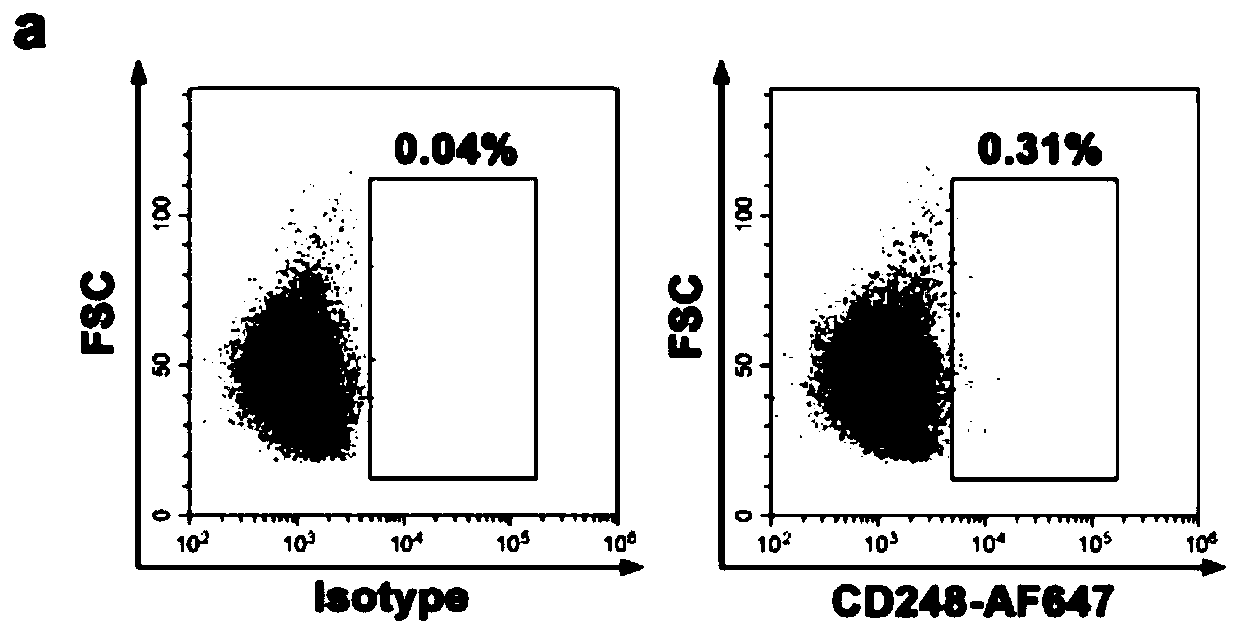 Separation and culture method of human testicular mesenchymal stem cells