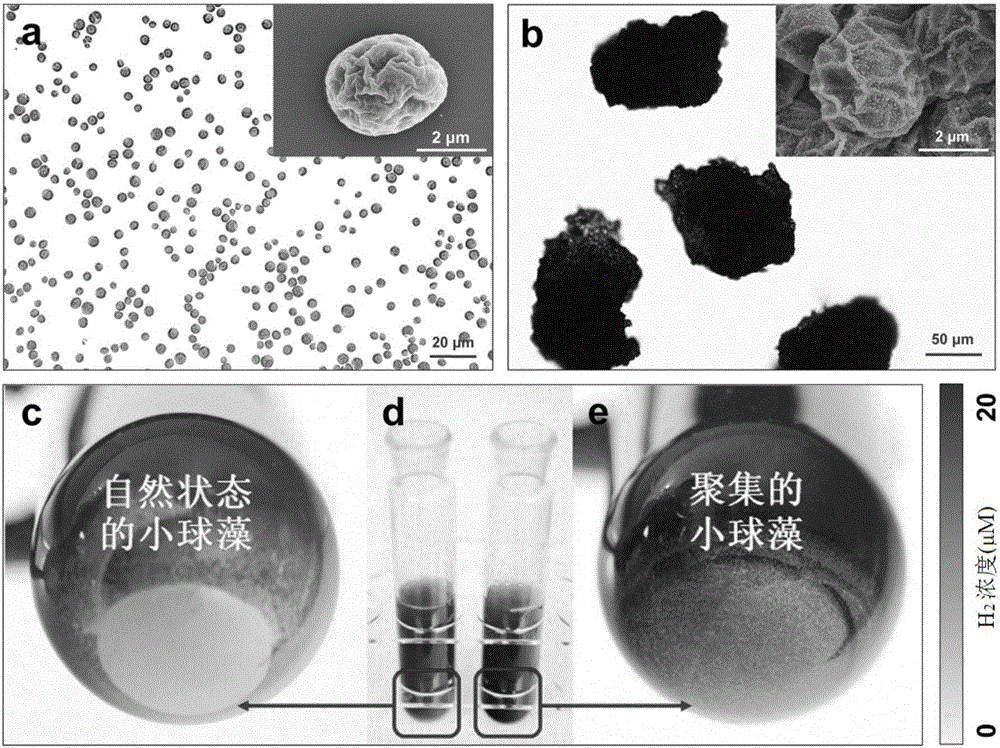 Method for cultivating microalgae to generate hydrogen