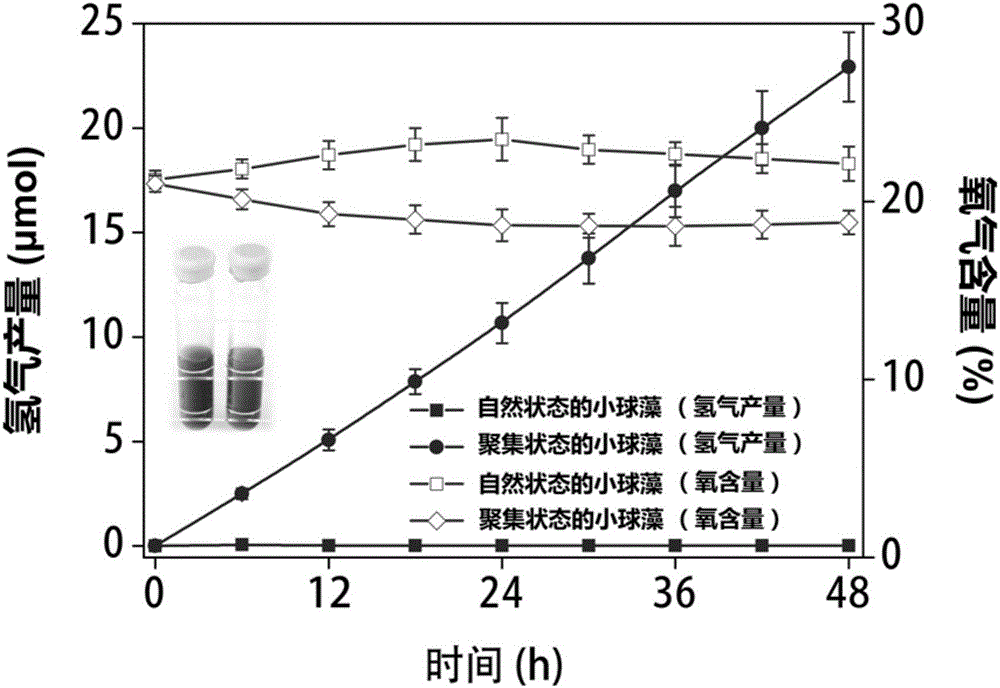 Method for cultivating microalgae to generate hydrogen