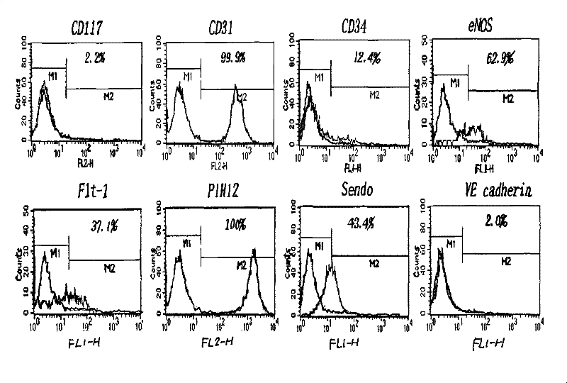 Method for largely expanding late endothelial progenitor cells from peripheral blood