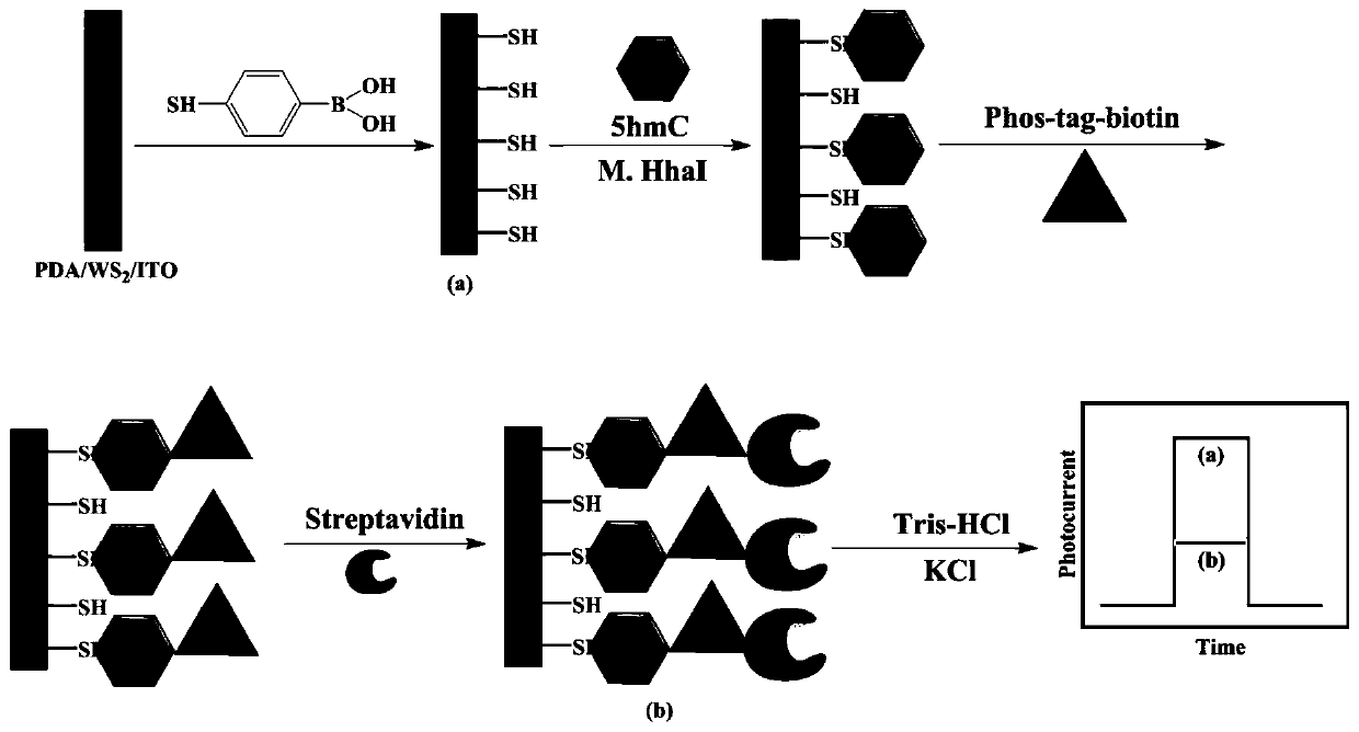 A photoelectrochemical biosensor for detecting 5-hydroxymethylcytosine deoxyribonucleotides and its preparation method