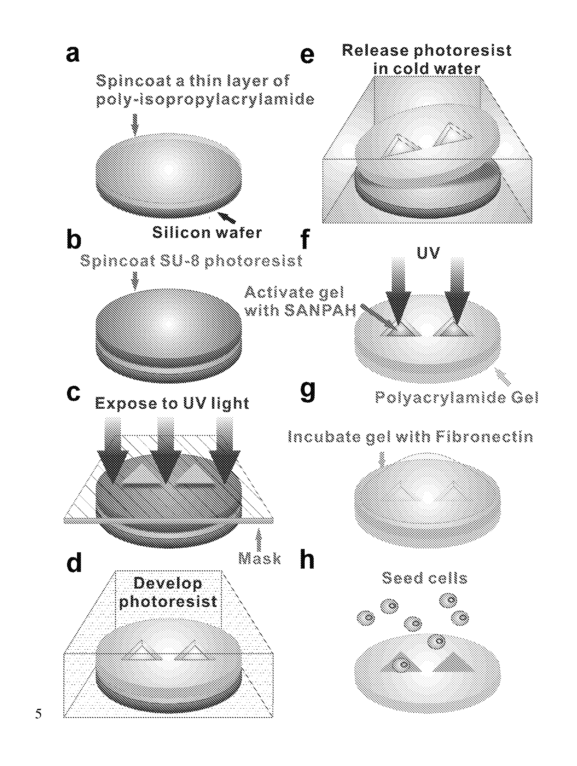 Methods of generating patterned soft substrates and uses thereof