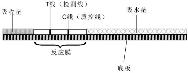 Flutriafol hapten, flutriafol antigen, flutriafol antibody, flutriafol detection device and preparation and application thereof