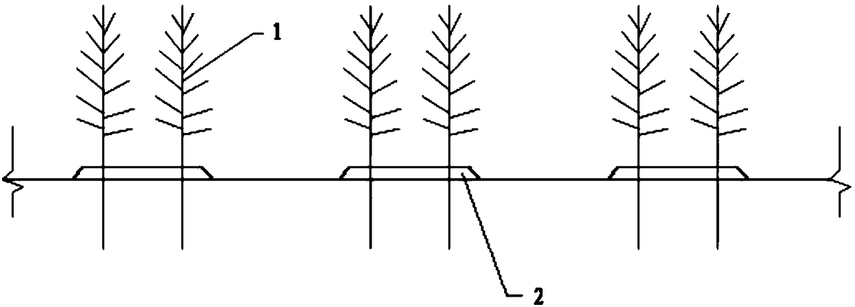 Wide-narrow-row ridge planting method for mangrove forest
