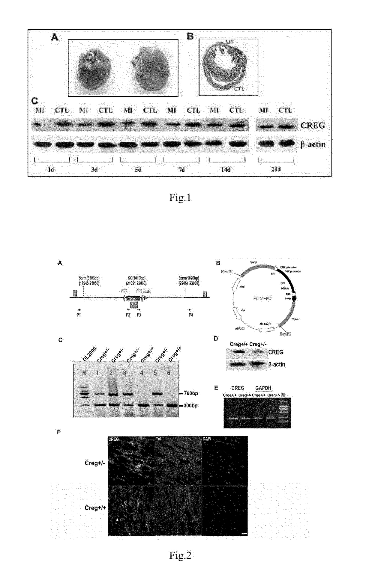 Medical use of creg protein