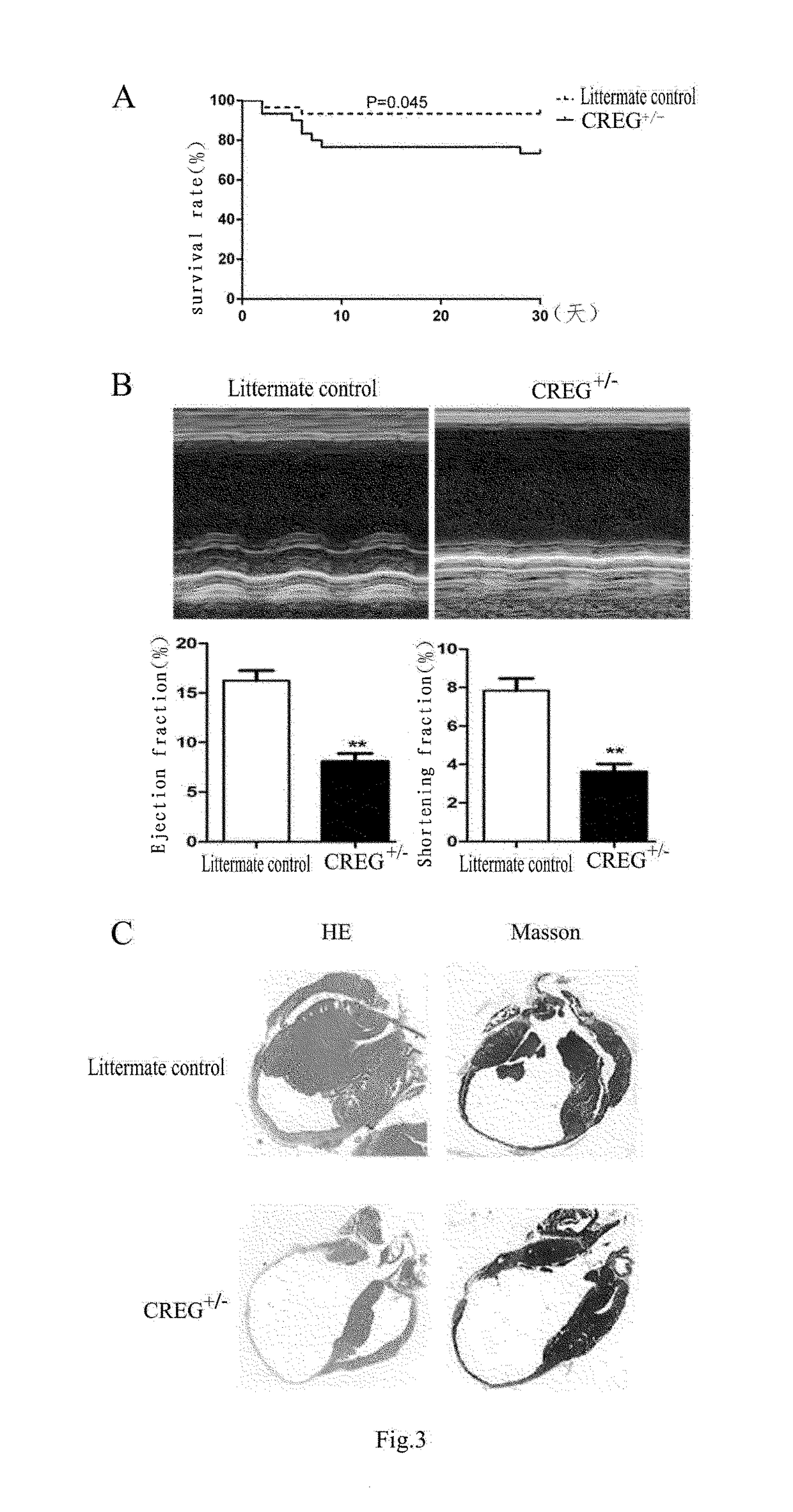 Medical use of creg protein