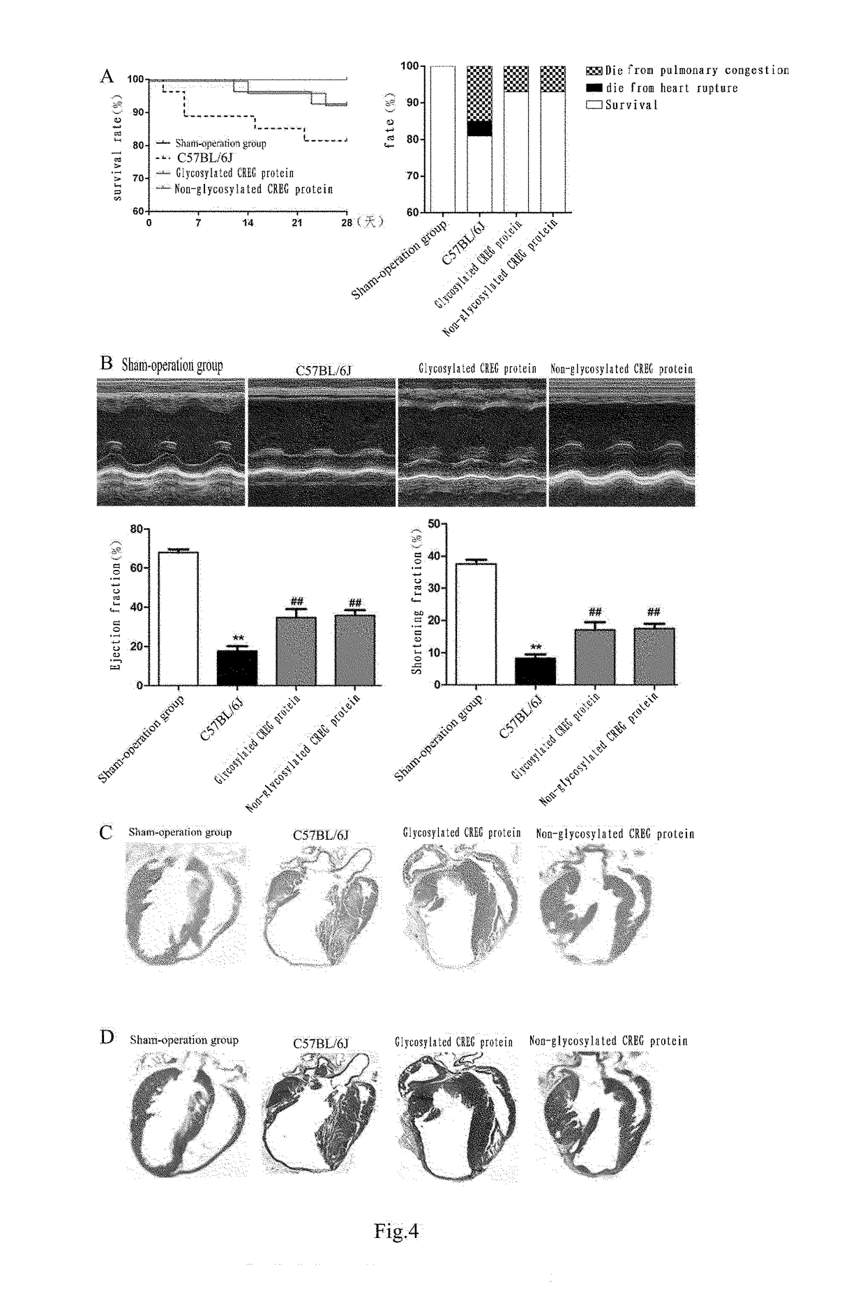 Medical use of creg protein