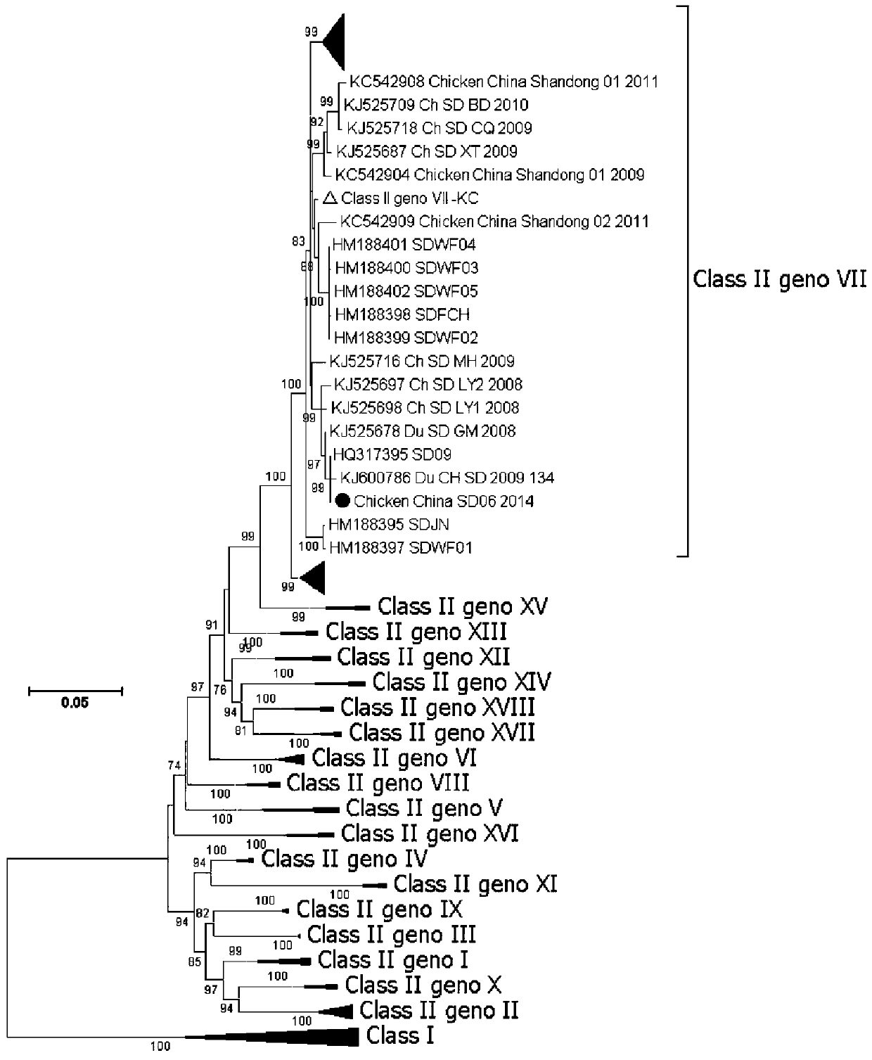 Isolation, identification and purification method of a genotype vii chicken Newcastle disease virus strain and its application