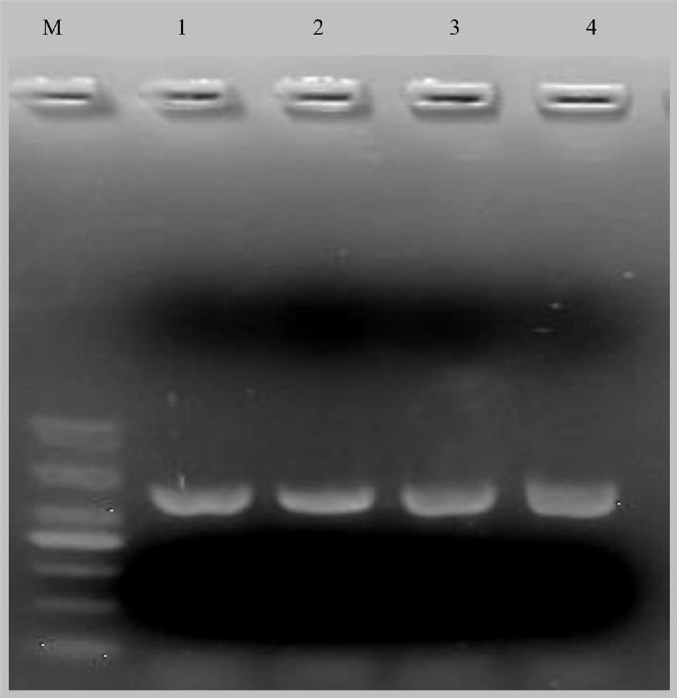 Simple preparation method of rapid PCR template of filamentous fungi
