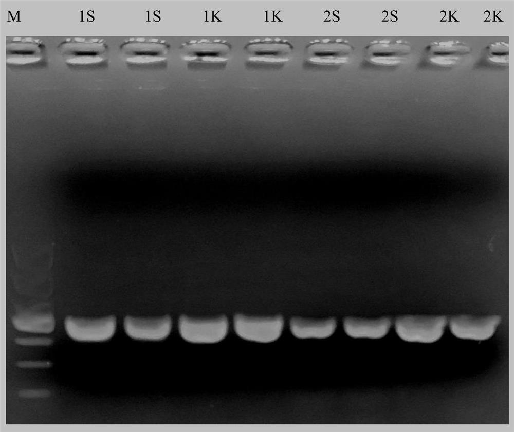 Simple preparation method of rapid PCR template of filamentous fungi