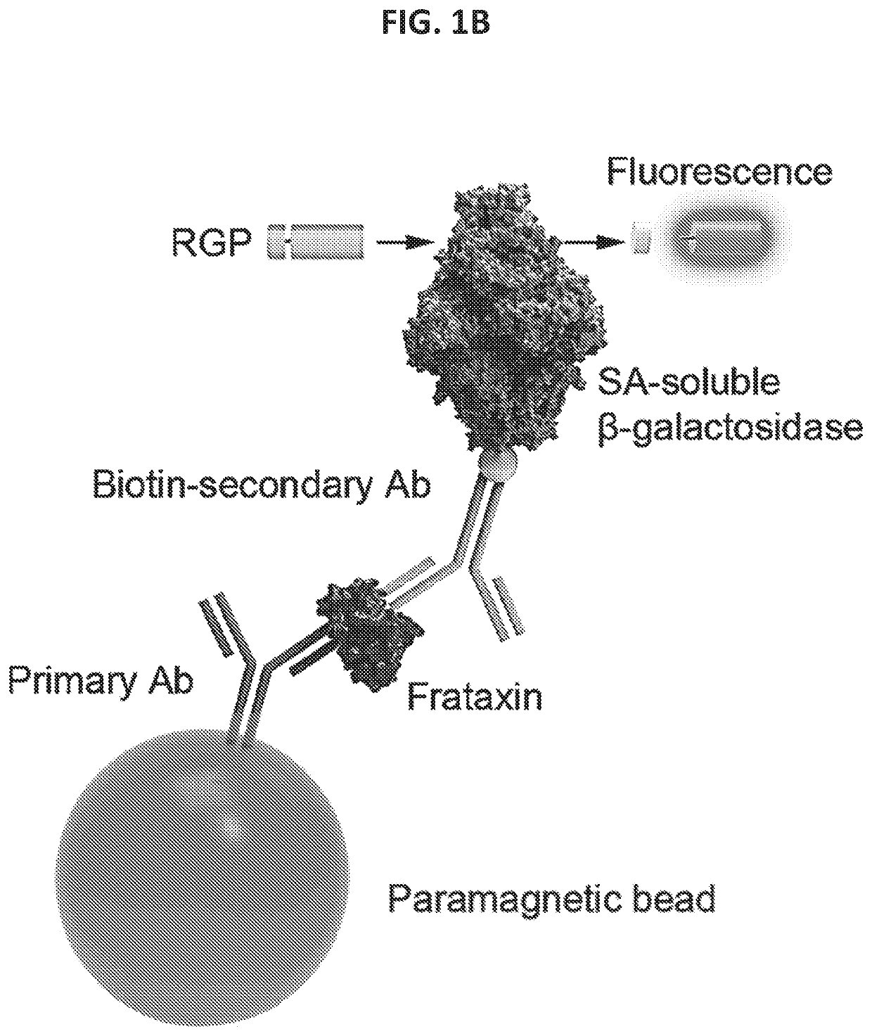 High-sensitivity immunoassay for the detection of frataxin in biofluids
