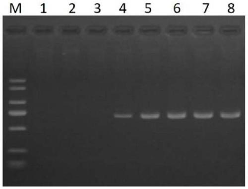 Method for screening Cobb broiler DNA barcode and application of DNA barcode