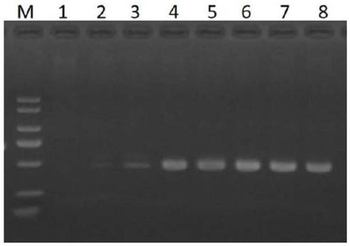 Method for screening Cobb broiler DNA barcode and application of DNA barcode