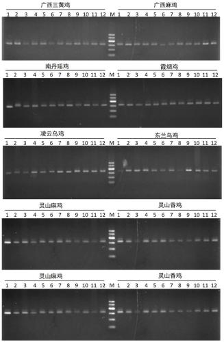 Method for screening Cobb broiler DNA barcode and application of DNA barcode