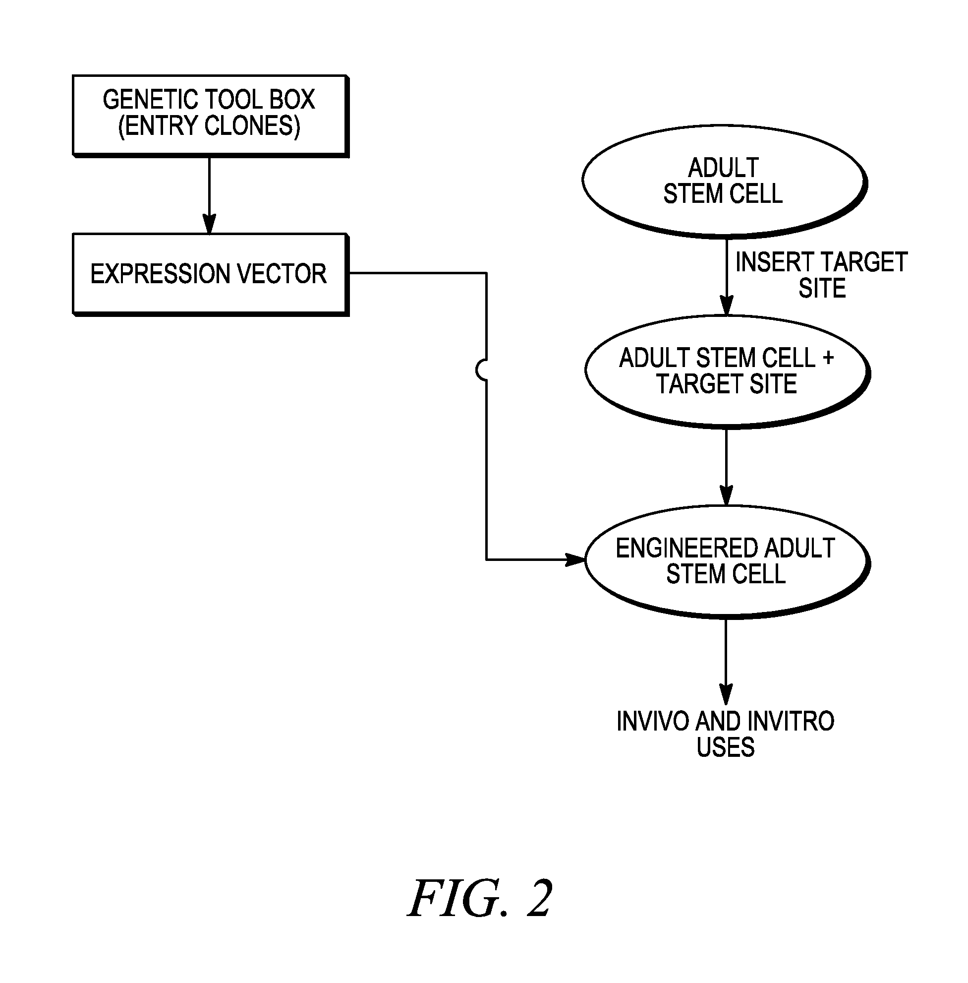 Compositions and Methods for Genetic Manipulation and Monitoring of Cell Lines