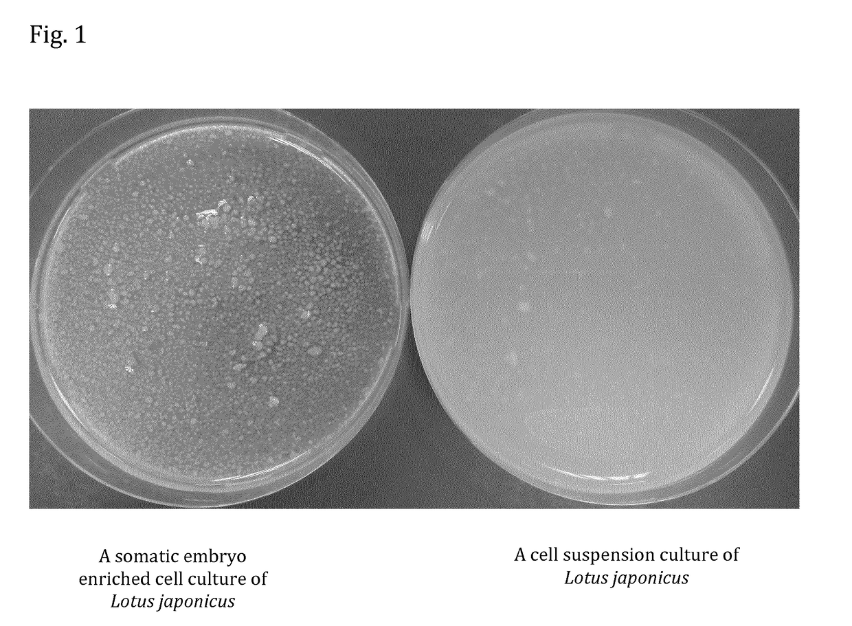 Cosmetic use of extracts derived from somatic embryo enriched plant cell cultures and cosmetic compositions containing those extracts