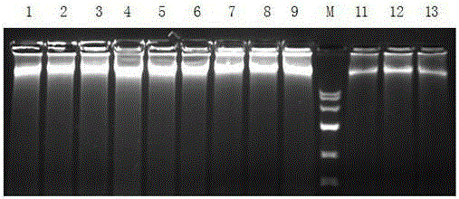 Method capable of extracting high-quality genome DNA from fungus by adopting CTAB process