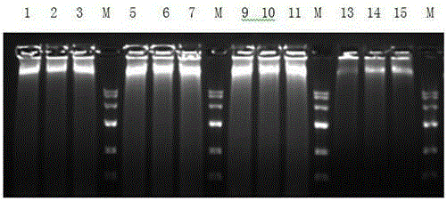 Method capable of extracting high-quality genome DNA from fungus by adopting CTAB process