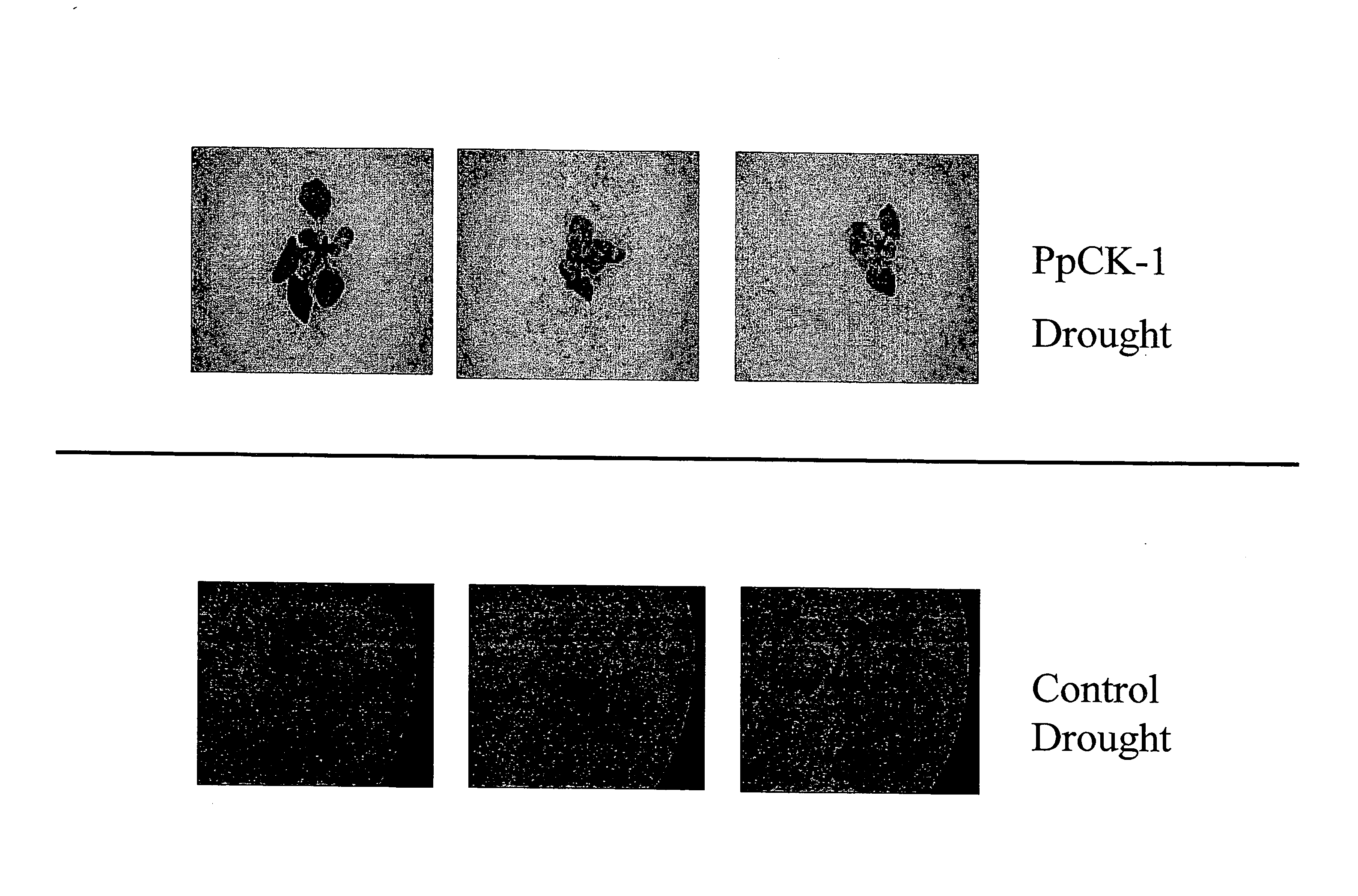 Casein kinase stress-related polypeptides and methods of use in plants