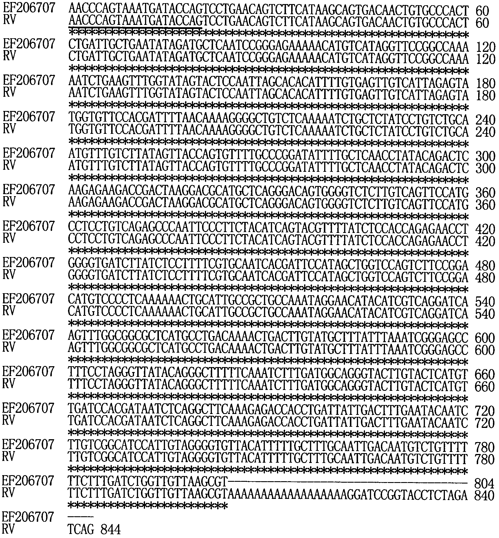 Method for confirming 3.-terminus sequence of virus RNA (Ribonucleic Acid) molecule