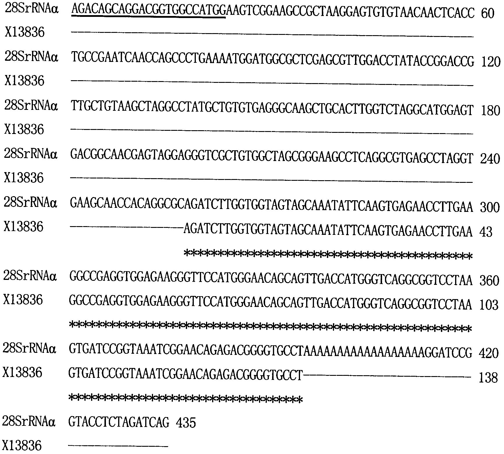 Method for confirming 3.-terminus sequence of virus RNA (Ribonucleic Acid) molecule