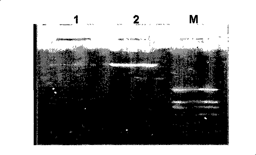 Method for improving plant absorption and tolerance methanal, plant expression vector and application