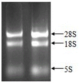 Application of panax japonicus transcription factor gene PjERF1