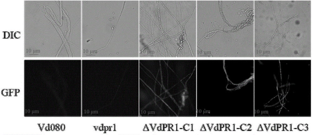 Applications of verticillium dahlia pathogenicity related gene VdPR1 as anti-verticillium dahlia target gene