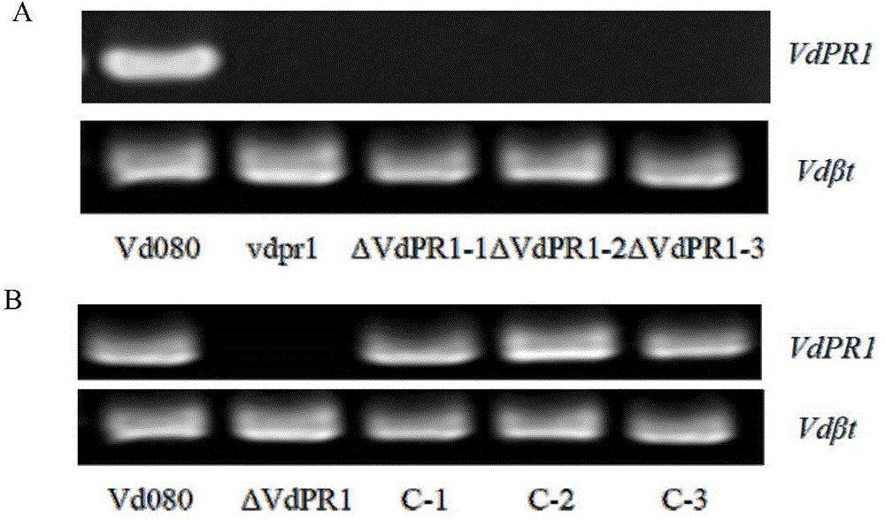 Applications of verticillium dahlia pathogenicity related gene VdPR1 as anti-verticillium dahlia target gene