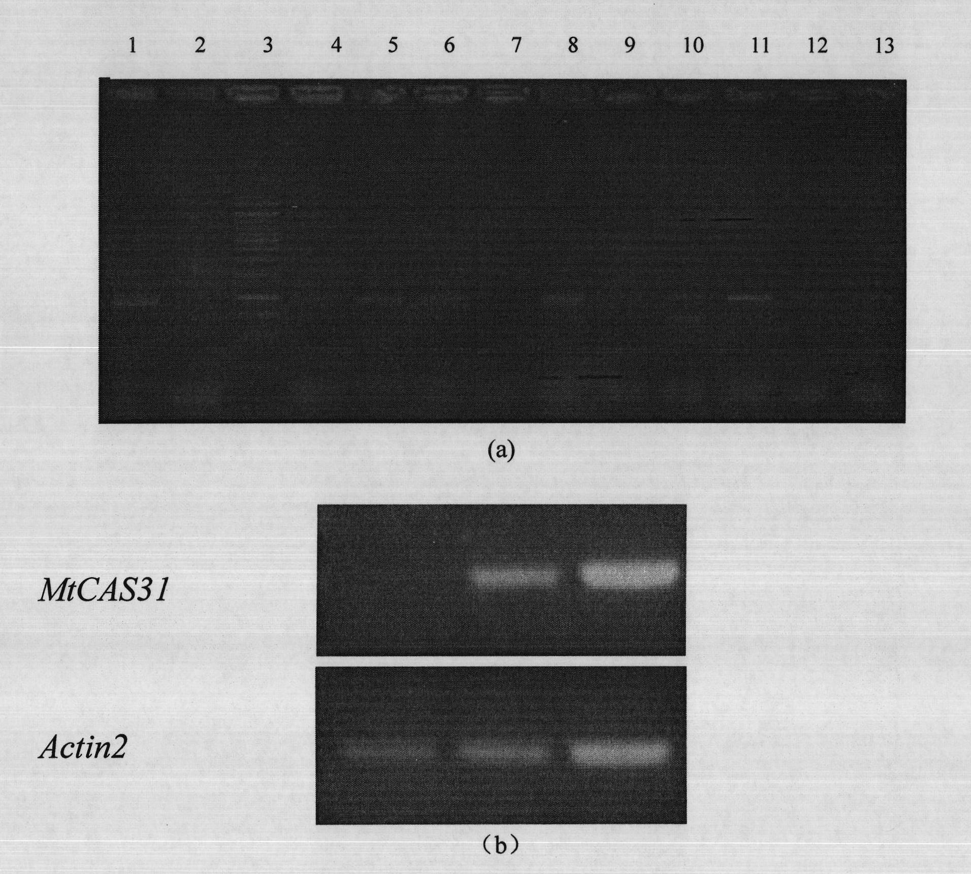 Plant stress tolerance associated protein, and coded genes and application thereof