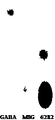 A method for producing GABA-containing fermented wine by utilizing ethanol-resistant Pediococcus